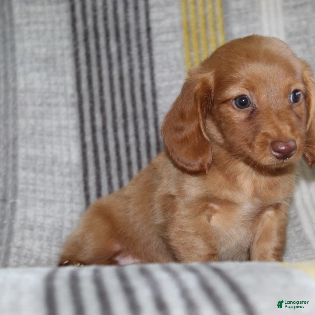 Miniature Dachshund dogs for sale: Zack - Image 14