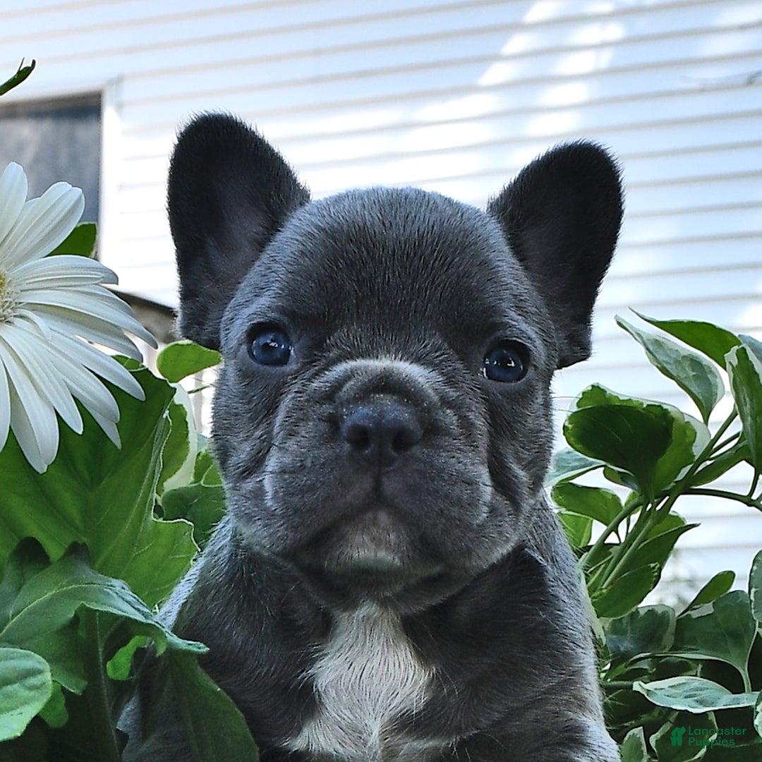 French Bulldog dogs for sale: Hunter - Image 4