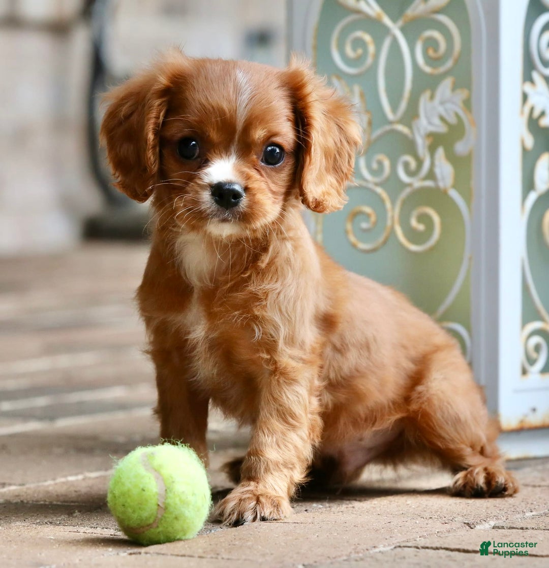 Cavalier King Charles Spaniel dogs for sale: Louie - Image 8