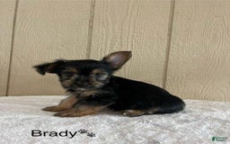 Yorkshire Terrier dogs for sale: Brady - Image 8