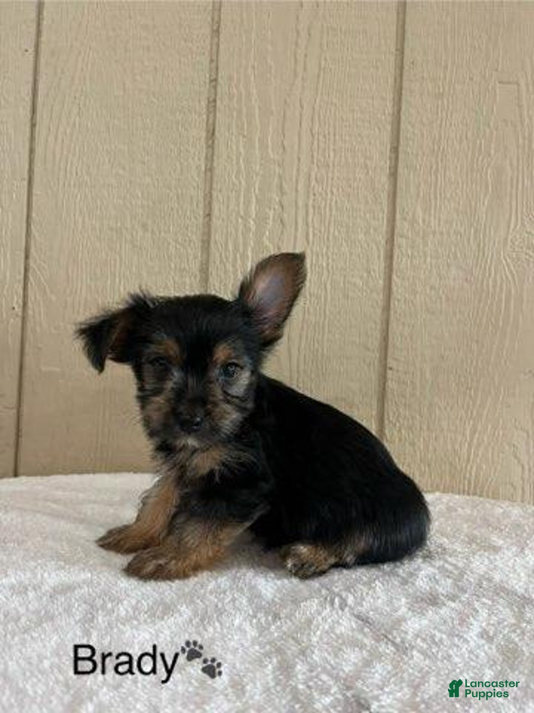 Yorkshire Terrier dogs for sale: Brady - Image 8