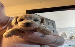Maltipoo dogs for sale: Lisa - Image 2