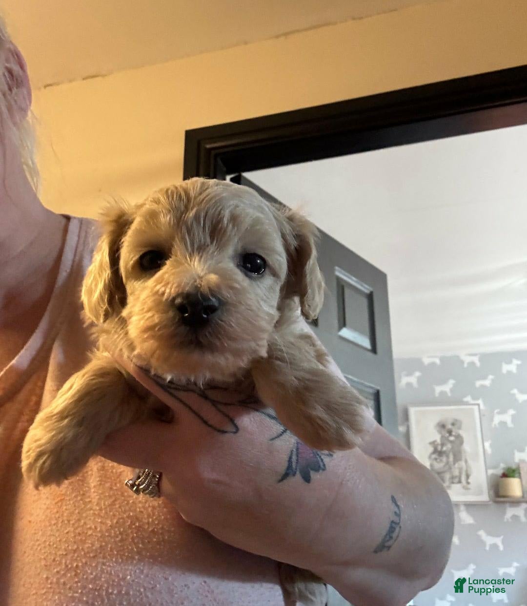 Maltipoo dogs for sale: Lisa - Image 2
