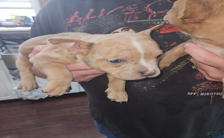 American Bully dogs for sale - Ad 1