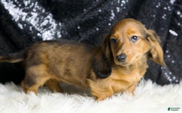 Miniature Dachshund dogs for sale: Roxie - Image 2