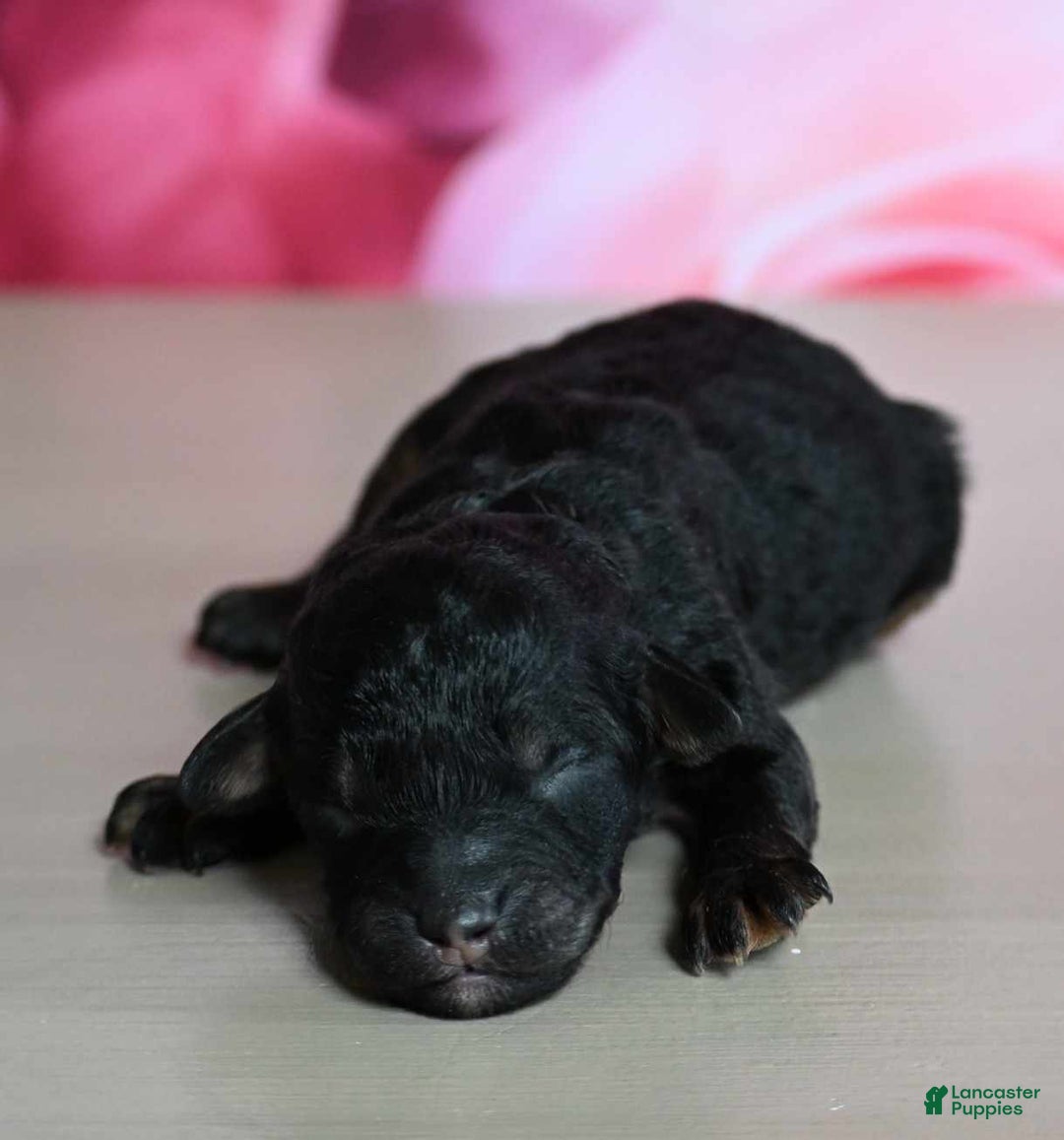 Shihpoo dogs for sale: Carly - Image 1
