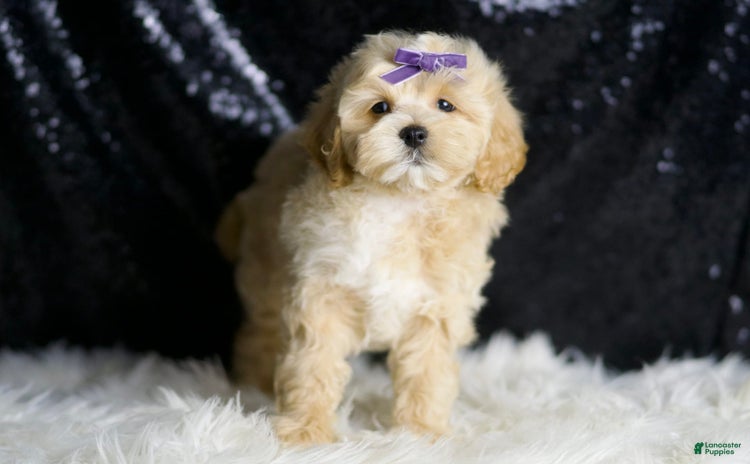 Maltipoo dogs - Advert 17