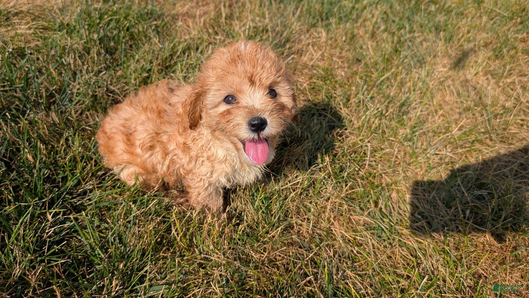 Cavapoo dogs for sale: Kylo - Image 1