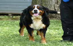 Bernedoodle dogs for sale: Pepper - Image 11