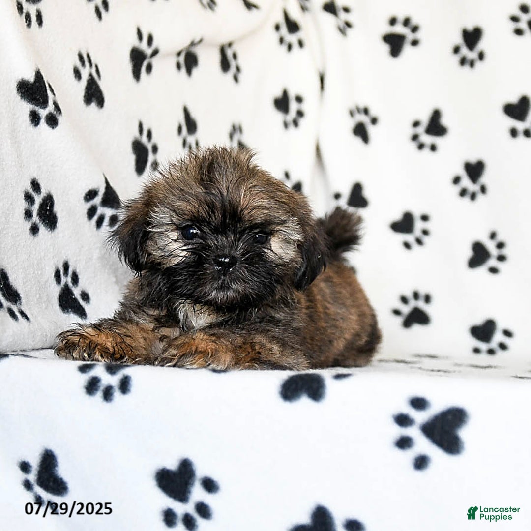 Shih Tzu dogs for sale: Prince - Image 1