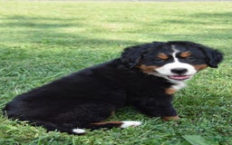 Bernese Mountain Dog dogs for sale: Rita - Image 1