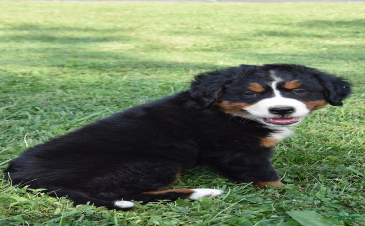 Bernese Mountain Dog dogs for sale - Ad 5
