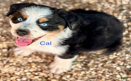 Australian Shepherd dogs for sale: Cal - Image 3