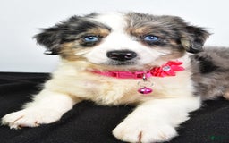 Mini Aussiedoodle dogs for sale: April - Image 1