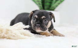 French Bulldog dogs for sale: Huck - Image 3