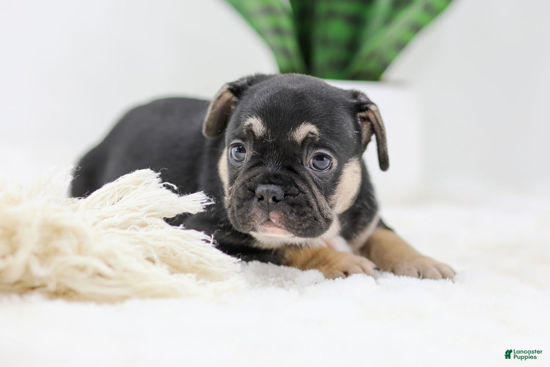 French Bulldog dogs for sale: Huck - Image 3