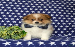 Pomeranian dogs for sale: Diesel Toy Size - Image 3