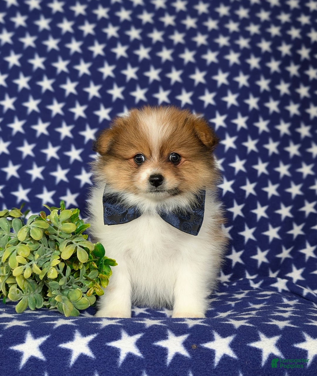 Pomeranian dogs for sale: Diesel Toy Size - Image 3