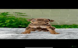 American Bully dogs for sale: Ms Rose - Image 1