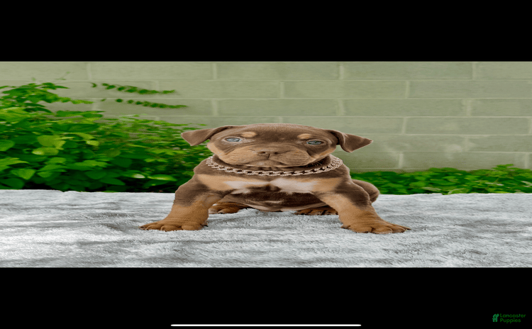 American Bully dogs for sale - Ad 2