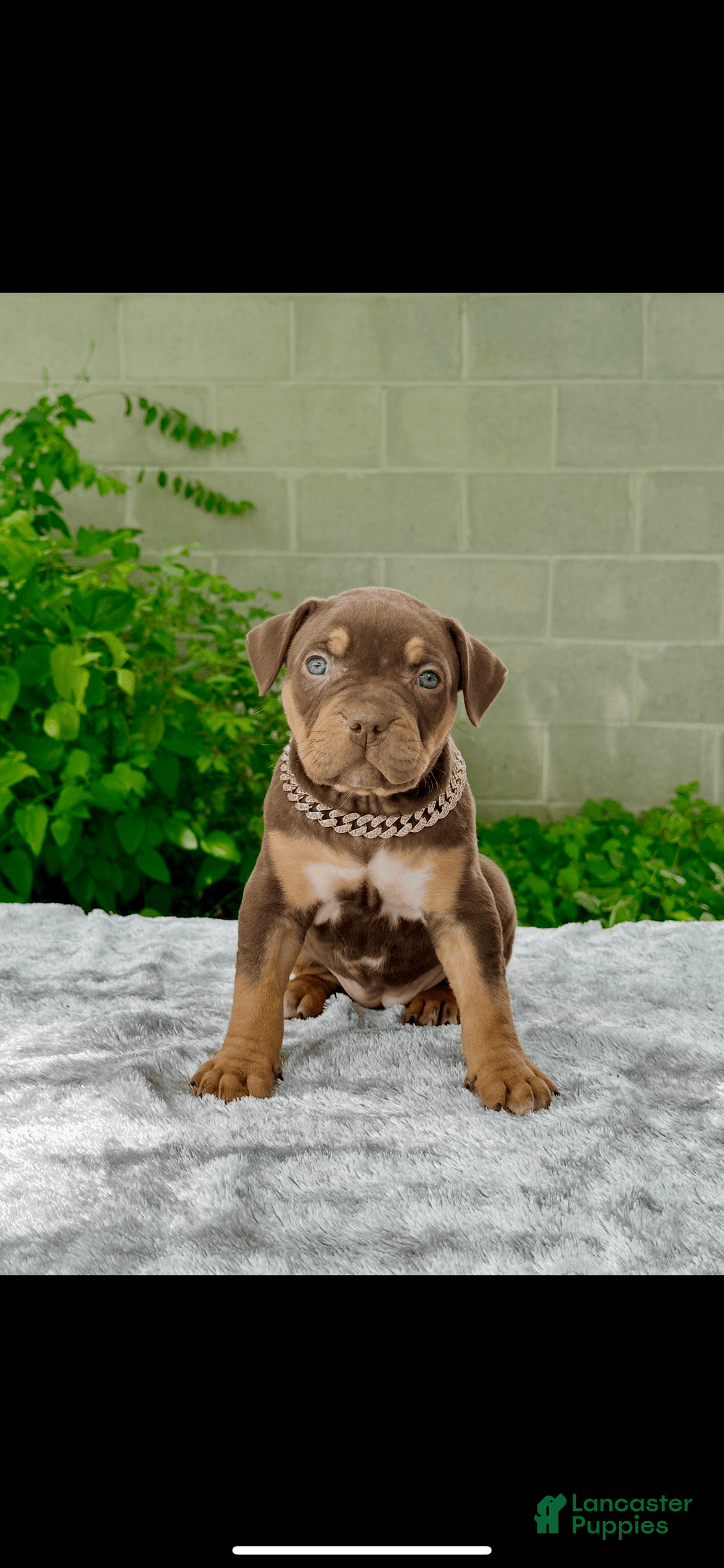 American Bully dogs for sale: Ms Rose - Image 1