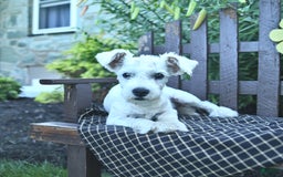 Miniature Schnauzer dogs for sale: Perley - Image 1