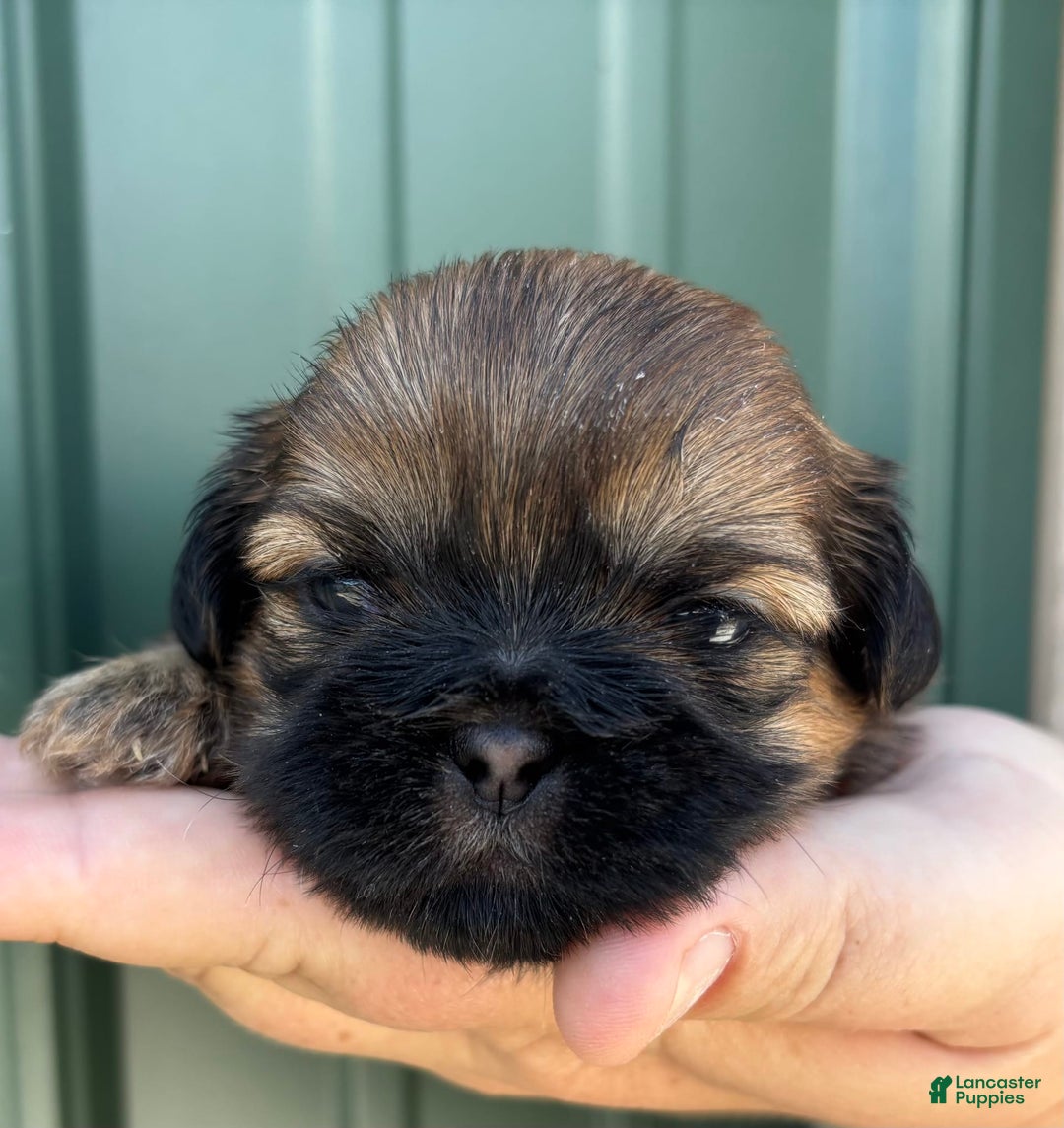 Shih Tzu dogs for sale: Aero - Image 4