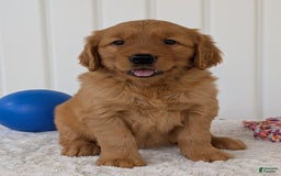 Golden Retriever dogs for sale: Daisy - Image 13