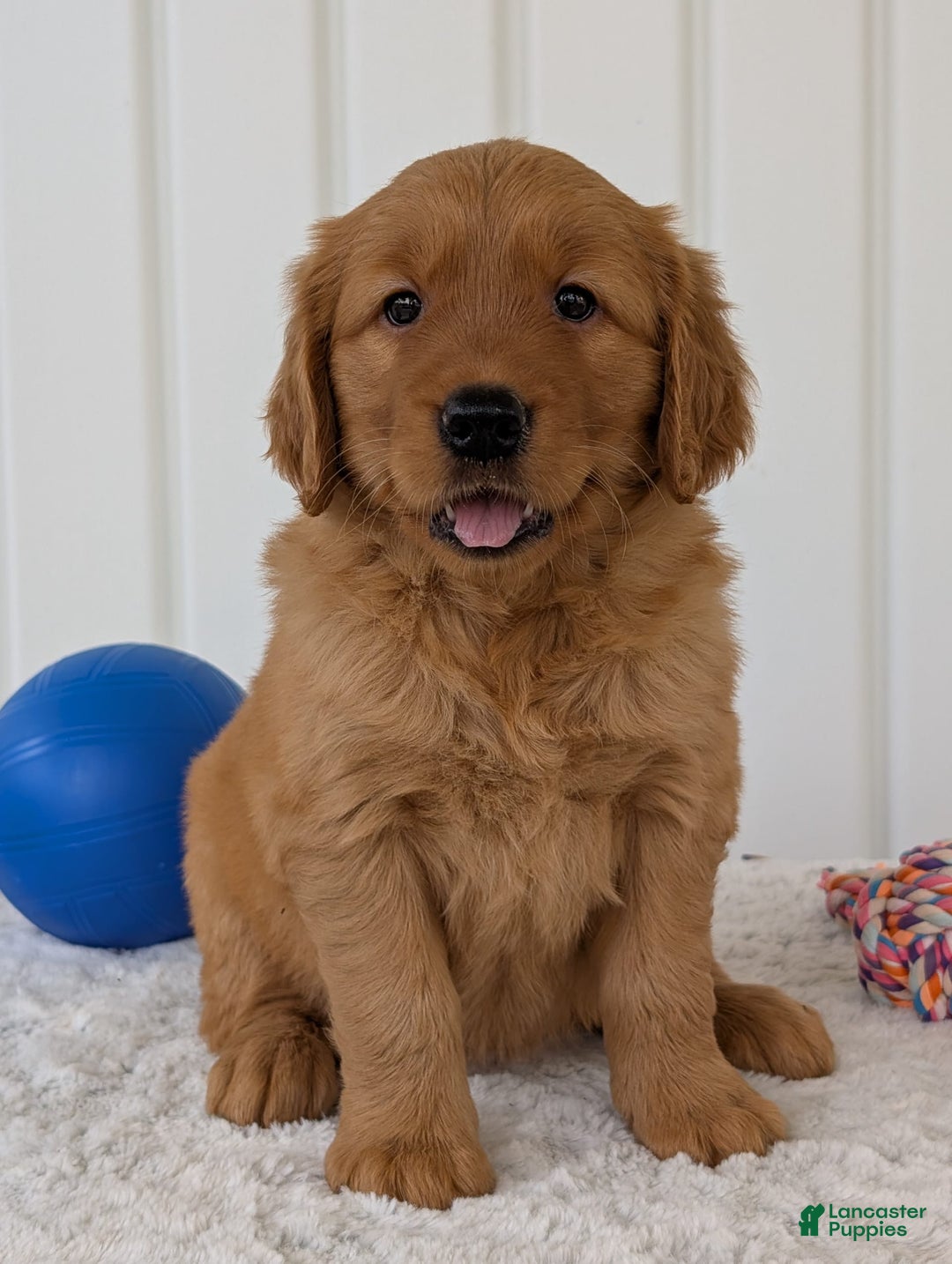 Golden Retriever dogs for sale: Daisy - Image 13