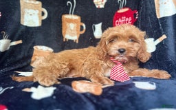 Cavapoo dogs for sale: Ringo - Image 6
