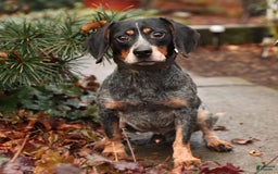 Miniature Australian Shepherd dogs for sale: Finn - Image 6