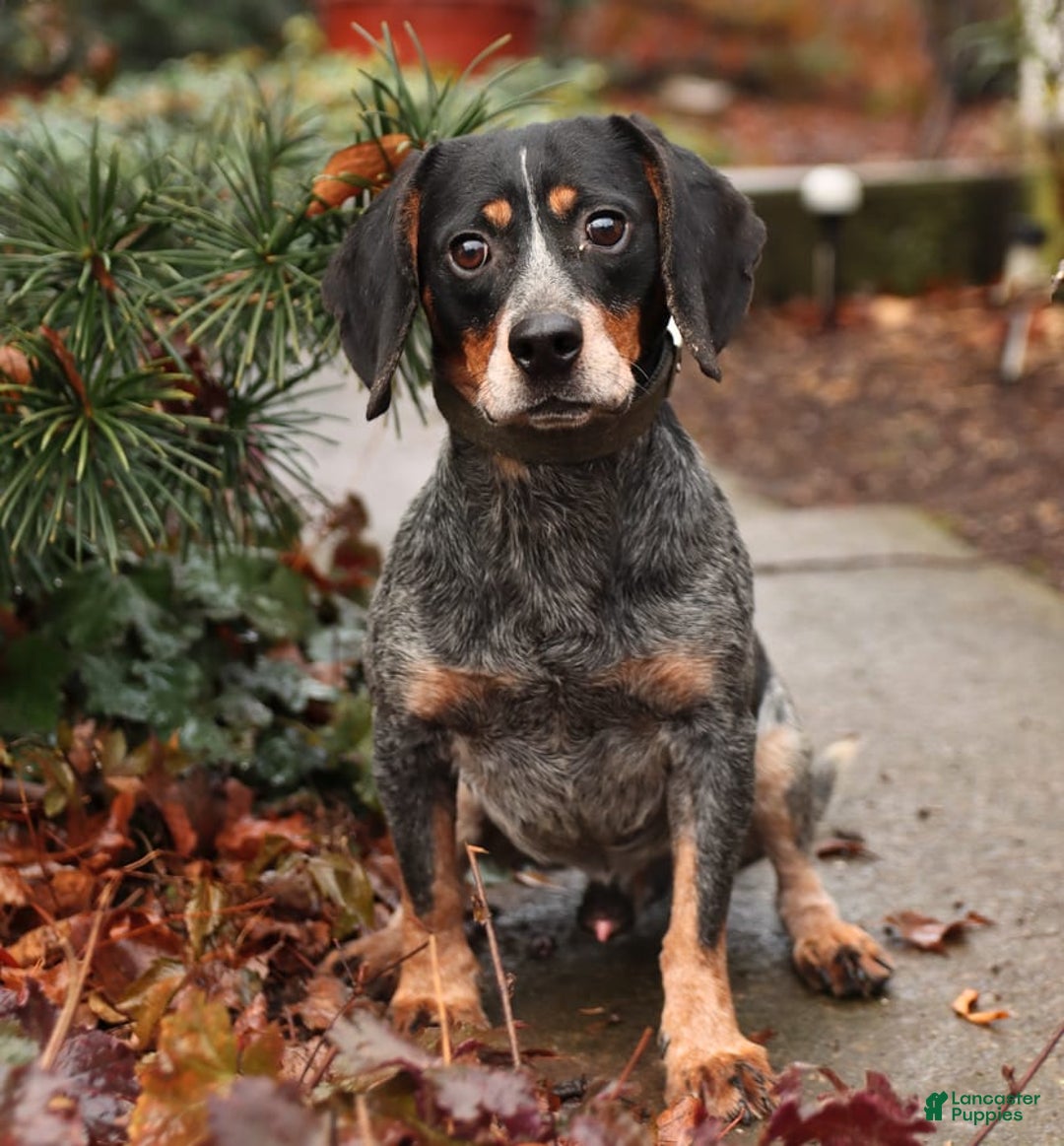Miniature Australian Shepherd dogs for sale: Finn - Image 6