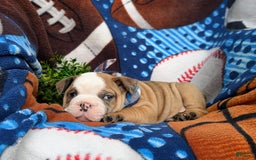 Olde English Bulldogge dogs for sale: Harper - Image 7