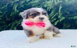Bernedoodle dogs for sale: Angie - Image 2