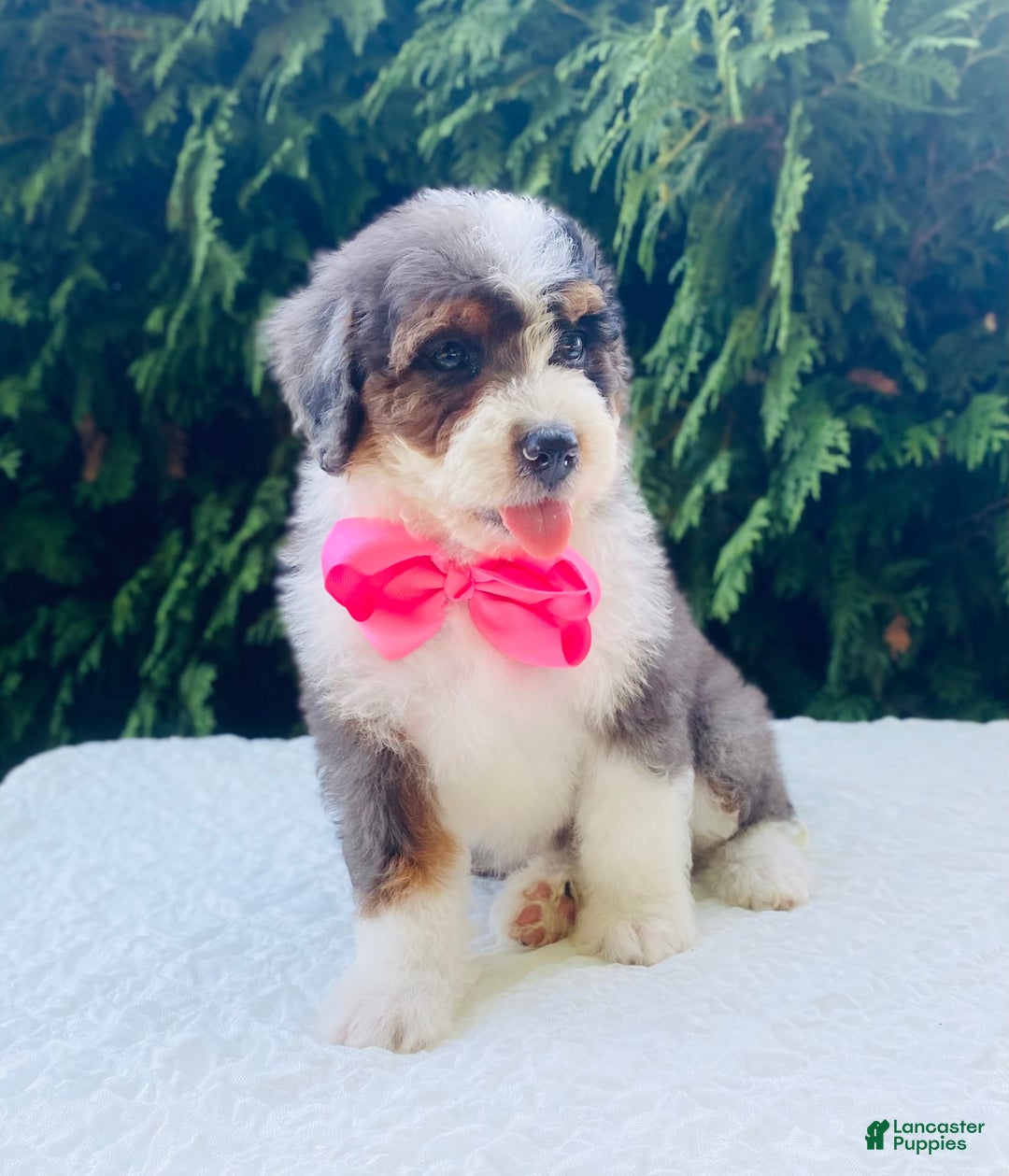 Bernedoodle dogs for sale: Angie - Image 2