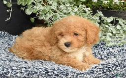 Bichpoo dogs for sale: Shelly - Image 3