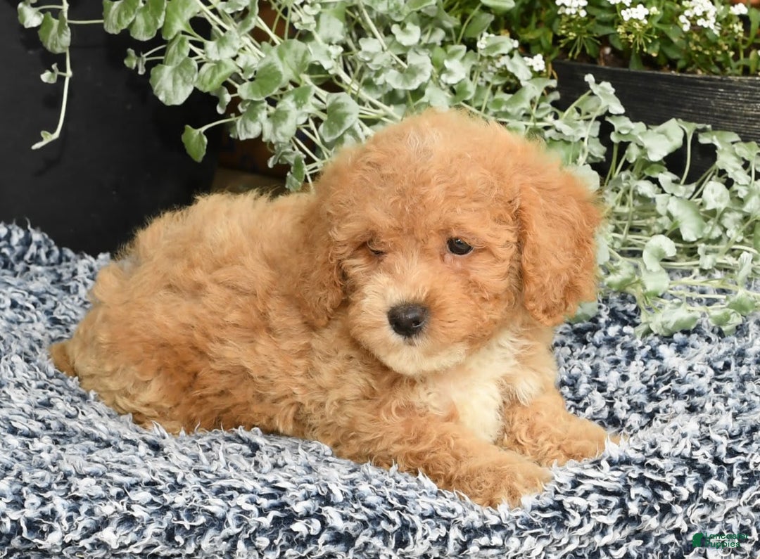 Bichpoo dogs for sale: Shelly - Image 3