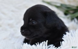 Chihuahua dogs for sale: Natalie - Image 6