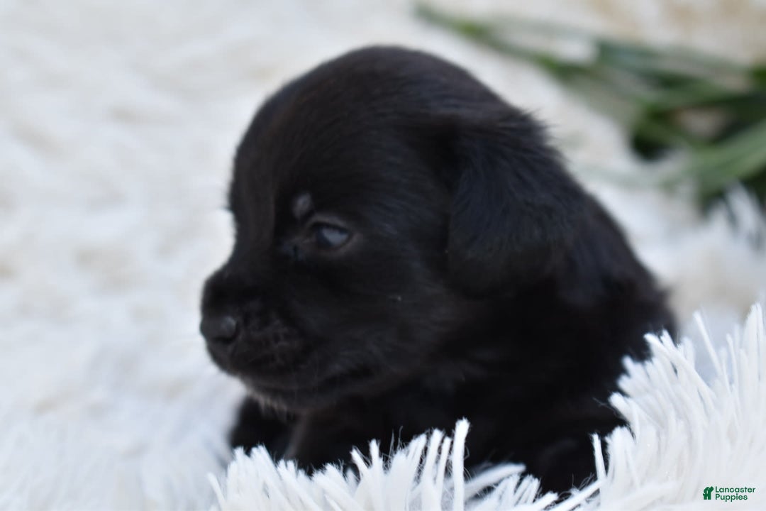Chihuahua dogs for sale: Natalie - Image 6
