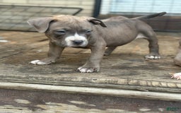 American Bully dogs for sale: Dozer - Image 3