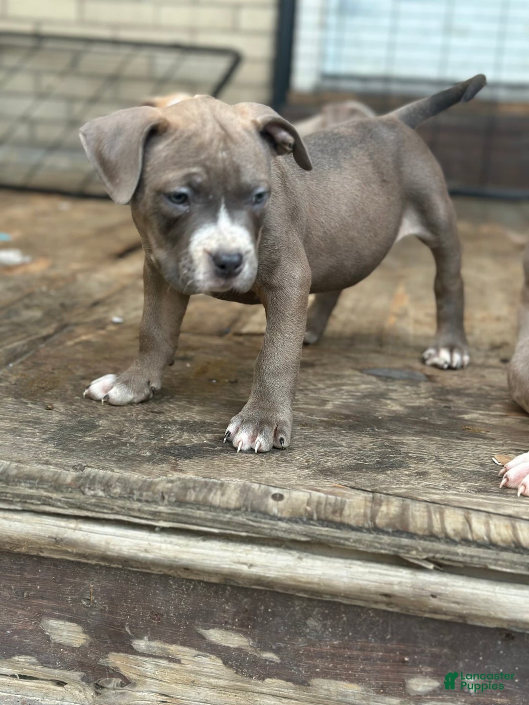 American Bully dogs for sale: Dozer - Image 3