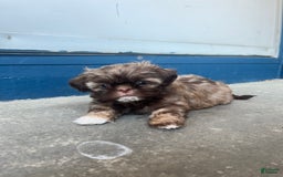 Shih Tzu dogs for sale: Beanie - Image 5