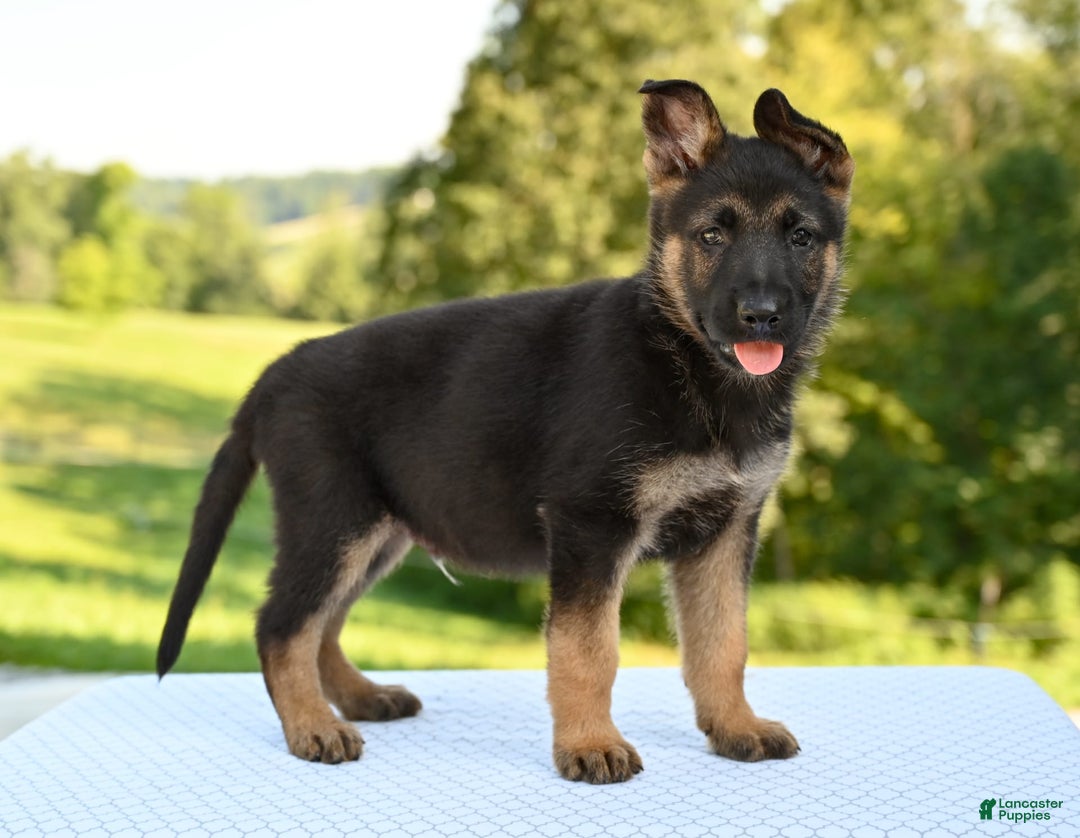 German Shepherd dogs for sale: Majestic - Image 4