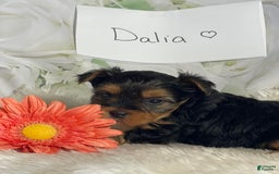 Yorkshire Terrier dogs for sale: Dahlia - Image 3