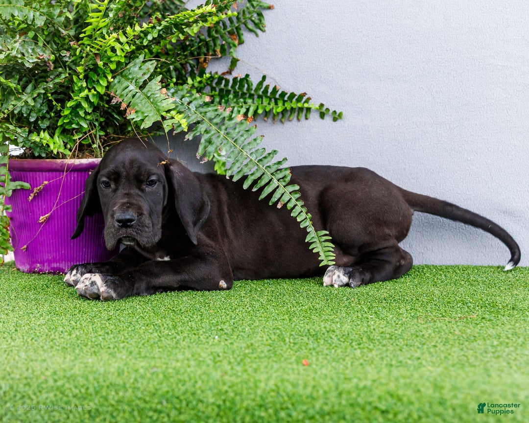 Great Dane dogs for sale: Jasper - Image 16