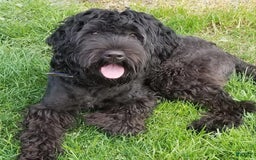 Portuguese Water Dog dogs for sale: Lydia - Image 8