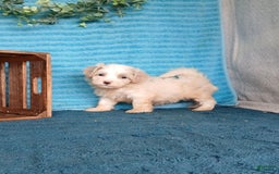 Havanese dogs for sale: Austin - Image 6