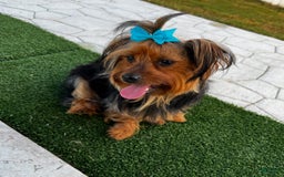 Yorkshire Terrier dogs for sale: Female / Yellow Collar - Image 7
