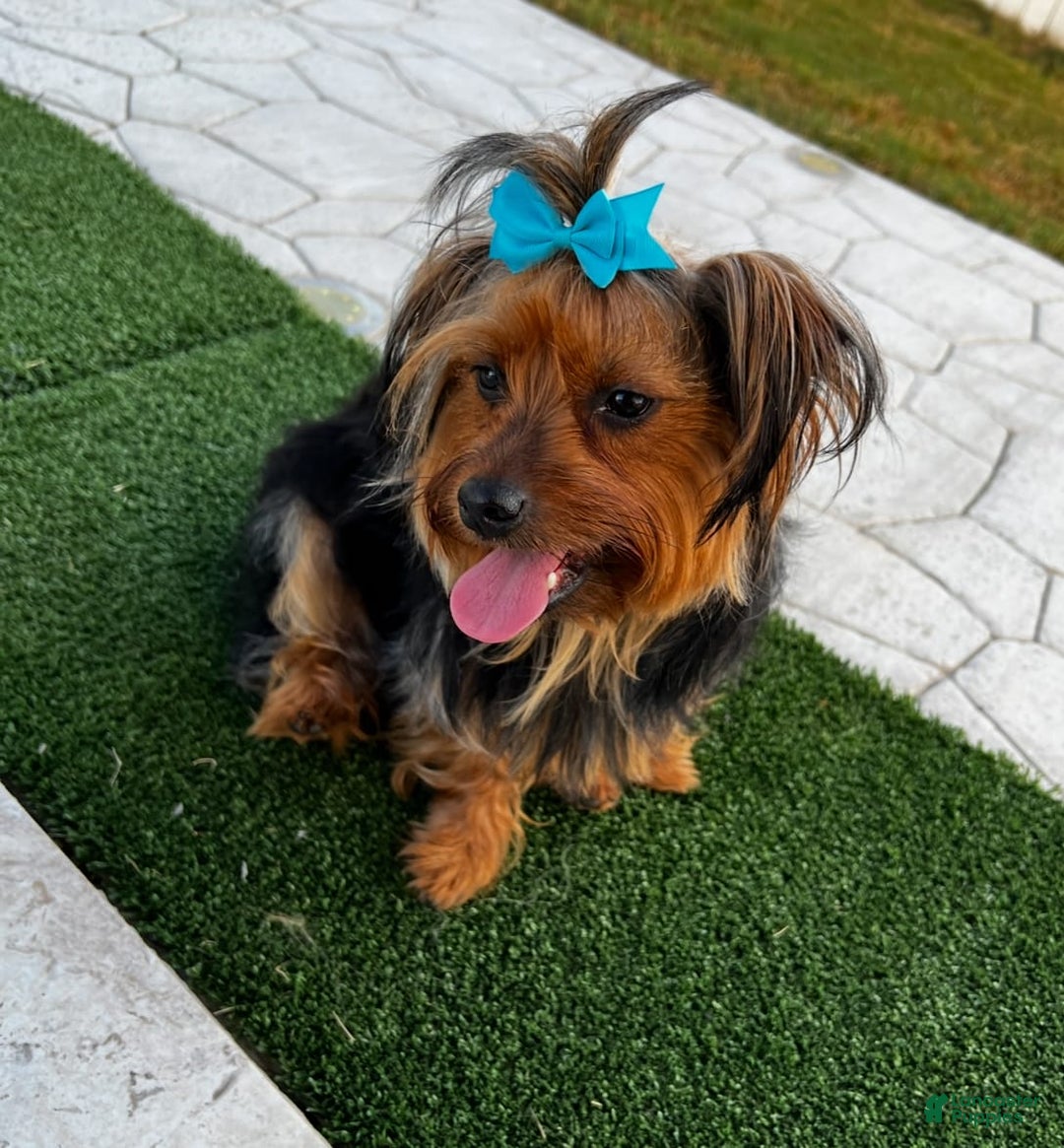 Yorkshire Terrier dogs for sale: Female / Yellow Collar - Image 7