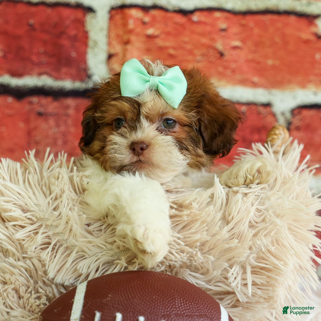Shih Tzu dogs for sale: Rusty - Image 17